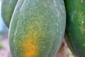 bệnh đốm vòng hại đu đủ