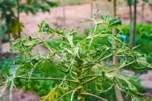 Cây đu đủ có lá bị co lại