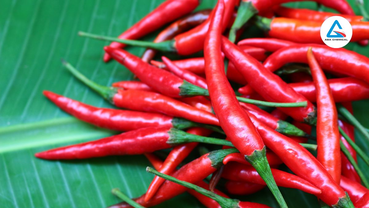 Bệnh thán thư trên cây ớt