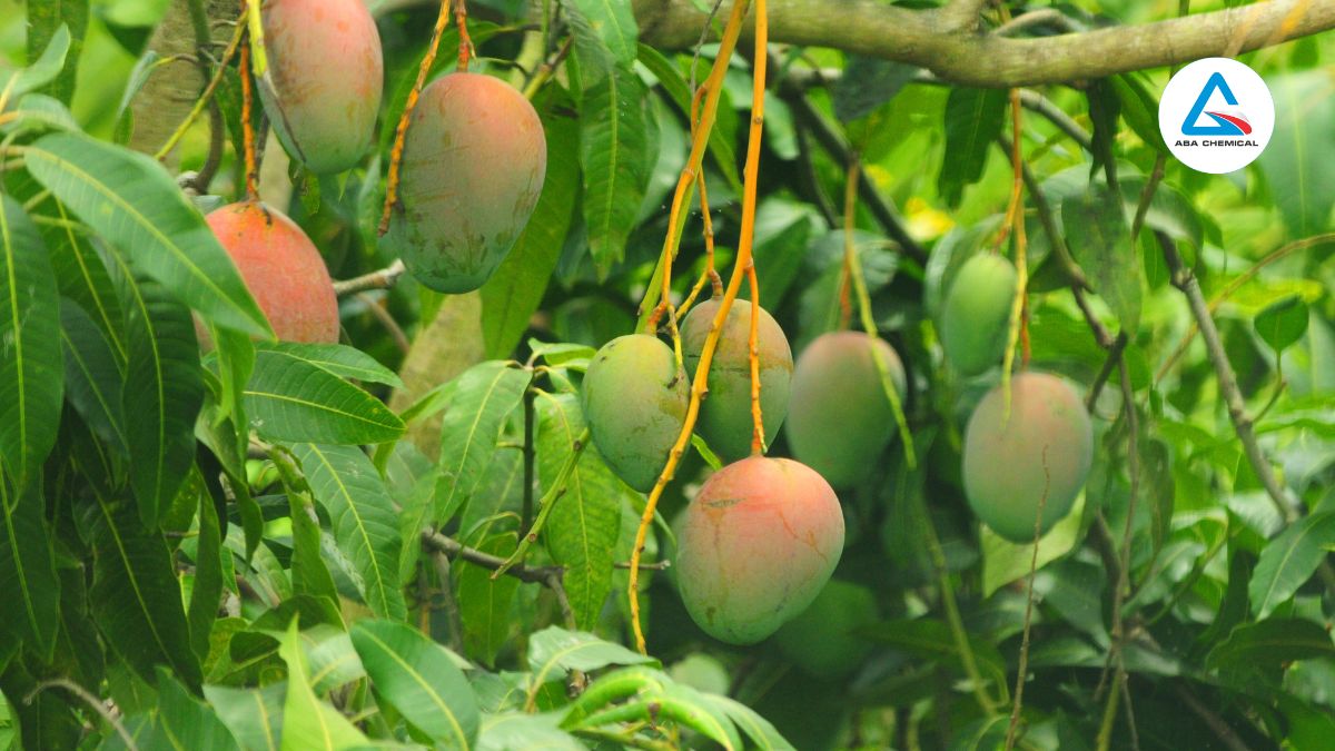 Biện pháp phòng và trị rệp vừng hiệu quả - Hướng dẫn chi tiết cho người nông dân Biện pháp phòng và trị rệp vừng hiệu quả