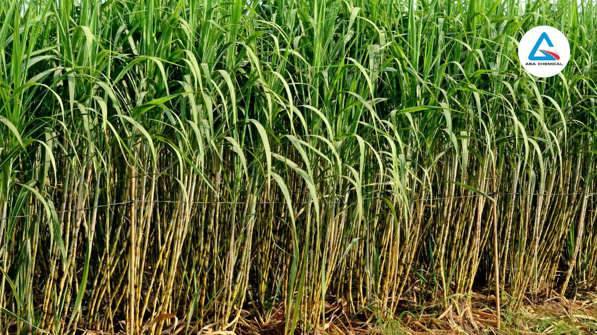 Bọ hung đen hại mía - Tác hại và Biện pháp phòng trừ hiệu quả