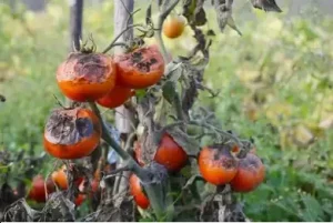 Bệnh sương mai trên quả cà chua