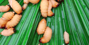 Con đuông dừa
