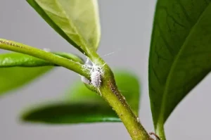 Hình ảnh rệp sáp