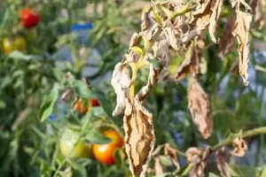Bệnh sương mai trên lá cây cà chua