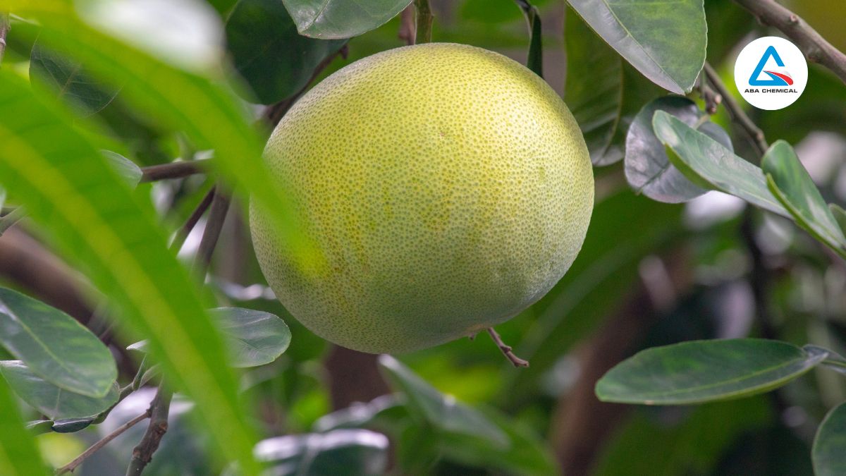 Sâu đục quả bưởi