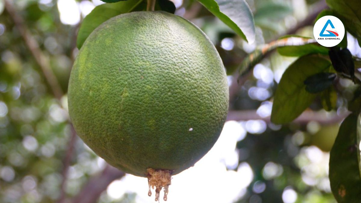 Sâu đục quả bưởi