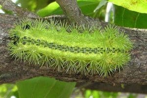Sâu nái hại dừa