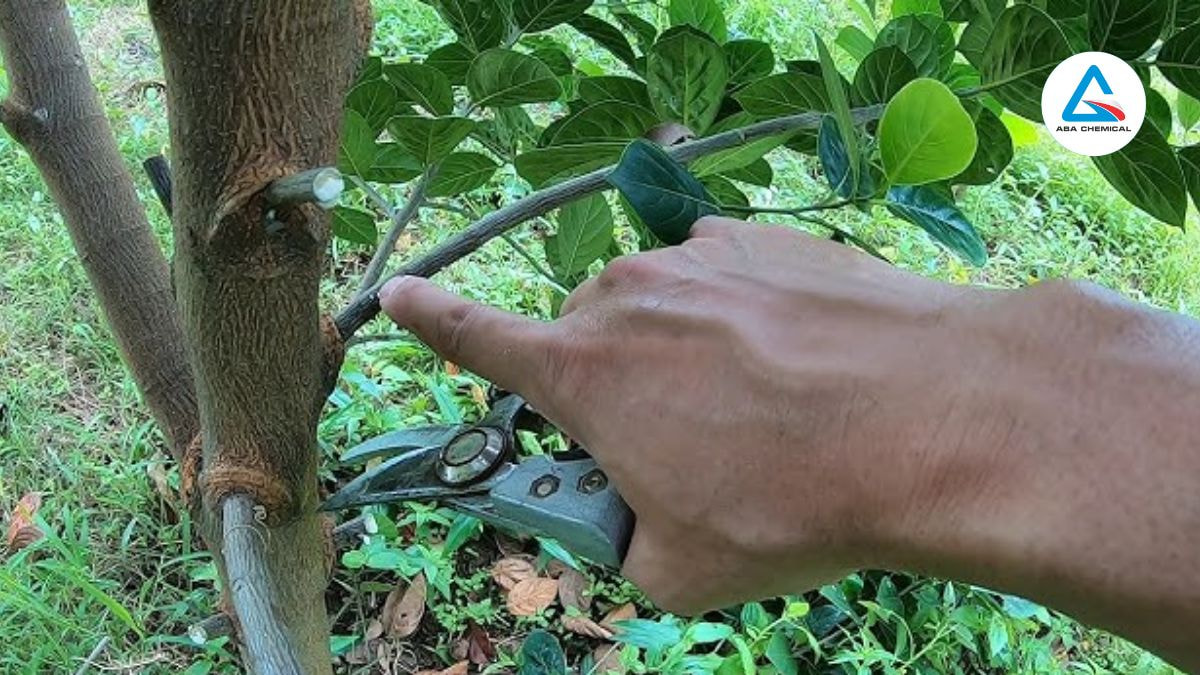  Tỉa cành, tạo tán định kỳ, đặc biệt sau thu hoạch, để tăng thông thoáng, giảm độ ẩm trong vườn. 