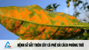 BỆNH GỈ SẮT TRÊN CÂY CÀ PHÊ VÀ CÁCH PHÒNG TRỪ