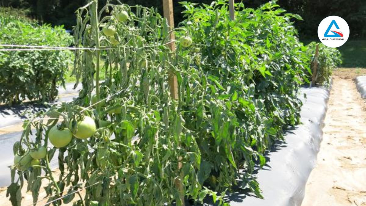 Cây héo rũ, gãy gục trong 3-7 ngày, đặc biệt ở giai đoạn ra hoa, kết quả.