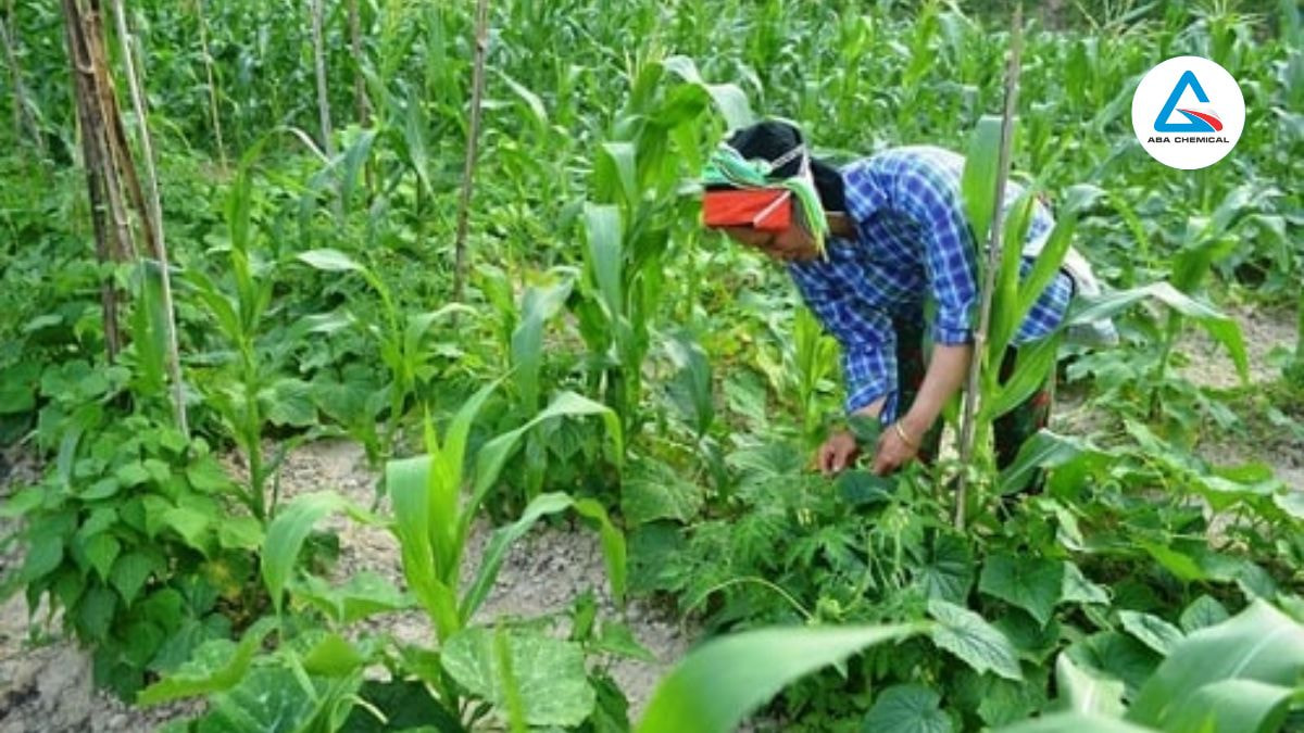 Luân canh với lúa, ngô, đậu trong 3-4 năm để phá vỡ vòng đời vi khuẩn