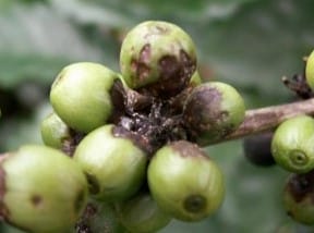 Bệnh nấm hồng trên cây cà phê