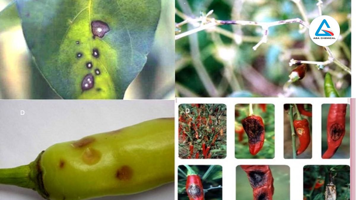 Lá héo, thân nâu, quả thối, cổ rễ có vết bệnh nâu pha đen, đặc biệt ở ruộng ẩm, mùa mưa. 