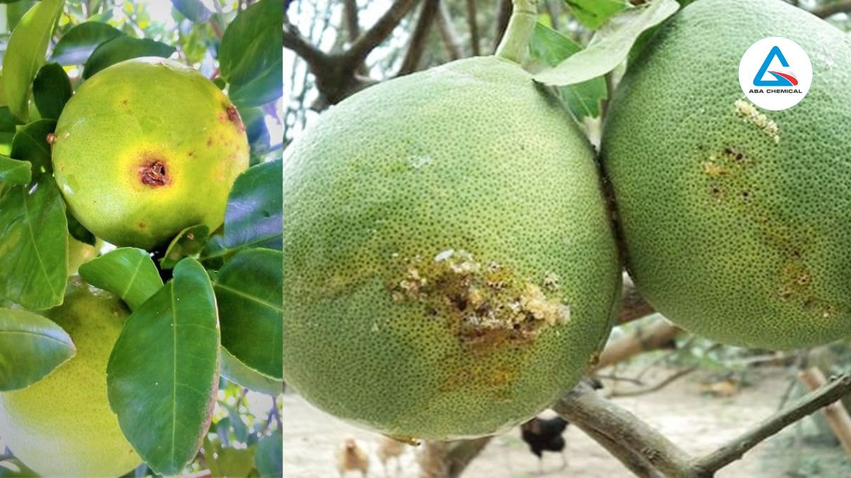 Phòng trừ ruồi đục trái trên cây có múi