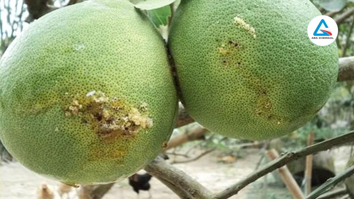 Ruồi đục trái bưởi