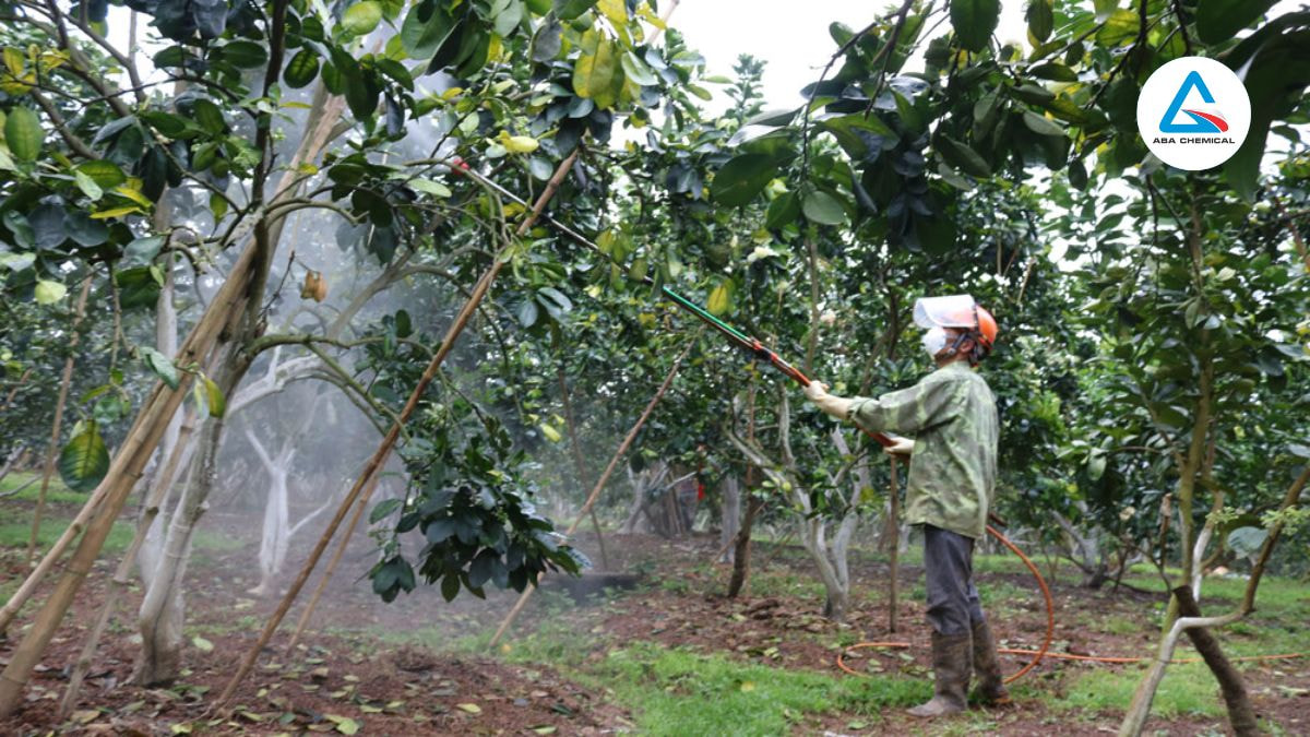 Ruồi đục trái bưởi