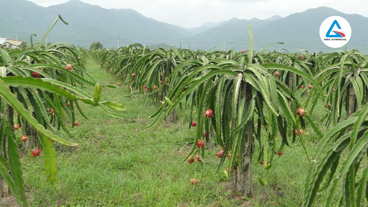 Bọ trĩ hại thanh long