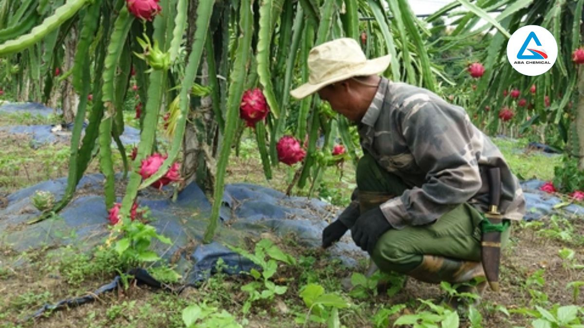 Diệt cỏ định kỳ, khử đất bằng vôi bột trước khi trồng để diệt ấu trùng kiến