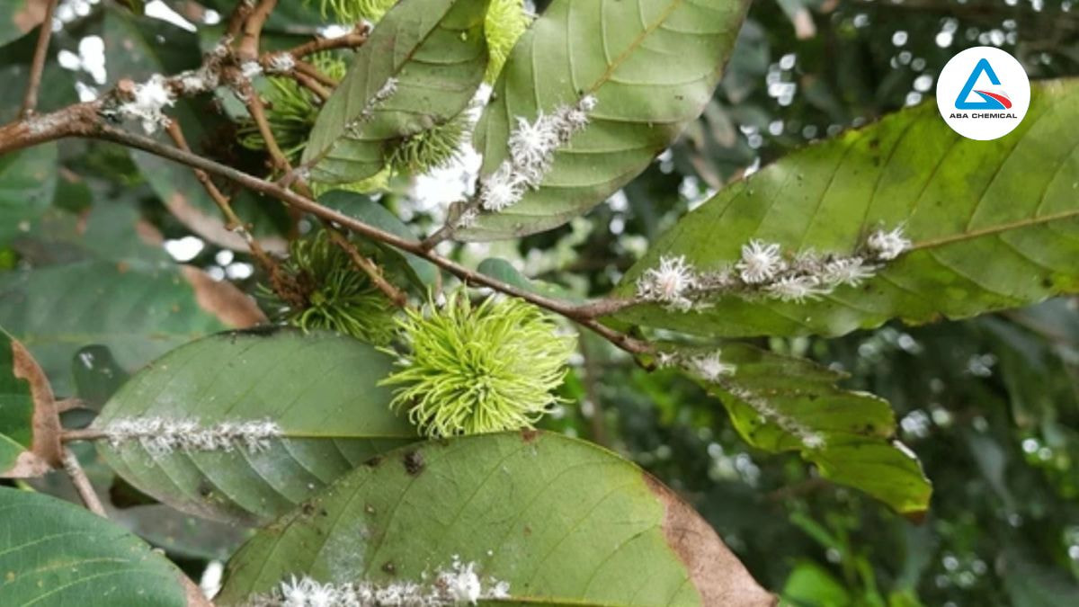  Trái non xuất hiện đám rệp sáp nhỏ, sáp trắng ở chùm quả, lá nhạt màu, rụng nhẹ, sinh trưởng chậm.