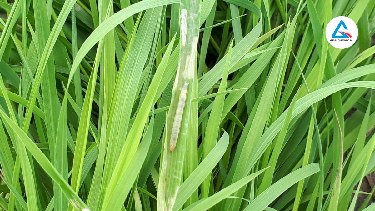 Sâu cuốn lá lớn