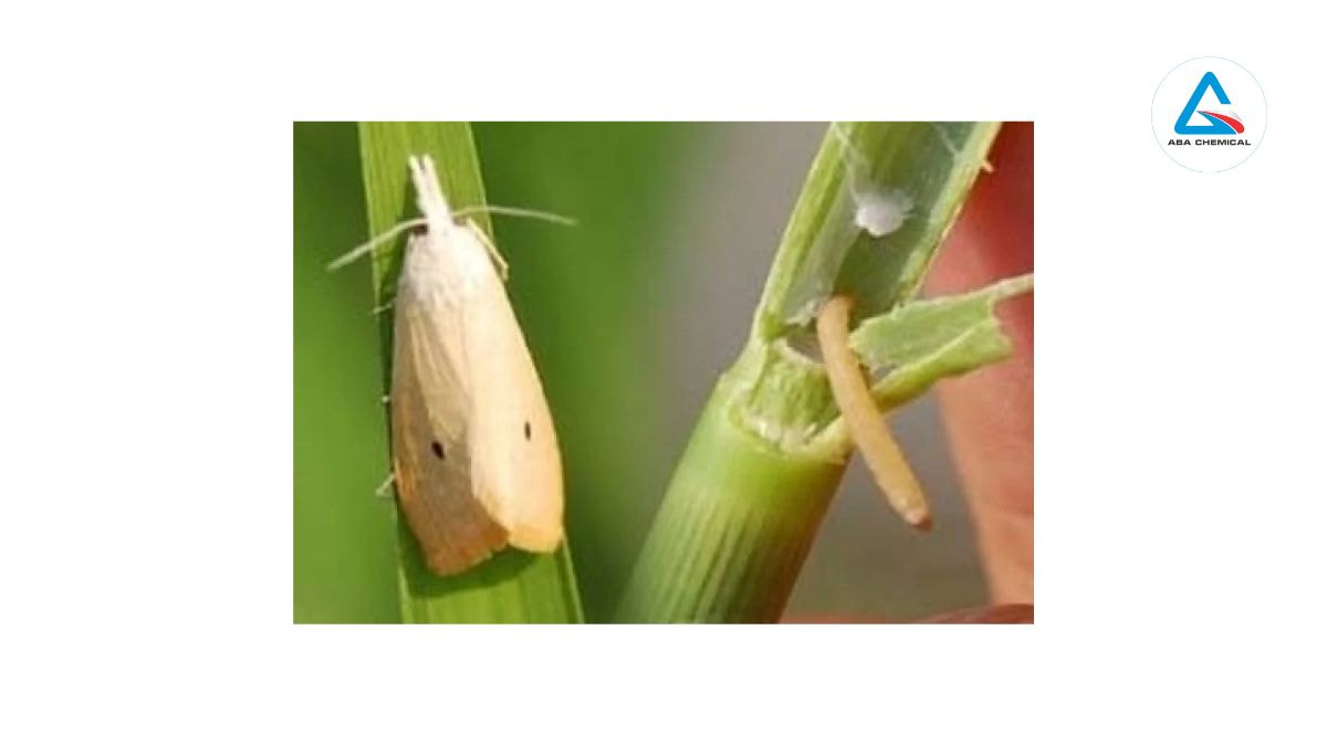 Sâu đục thân bướm hai chấm hại lúa