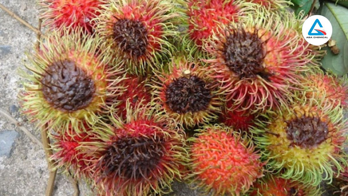 sau-duc-trai-chom-chom