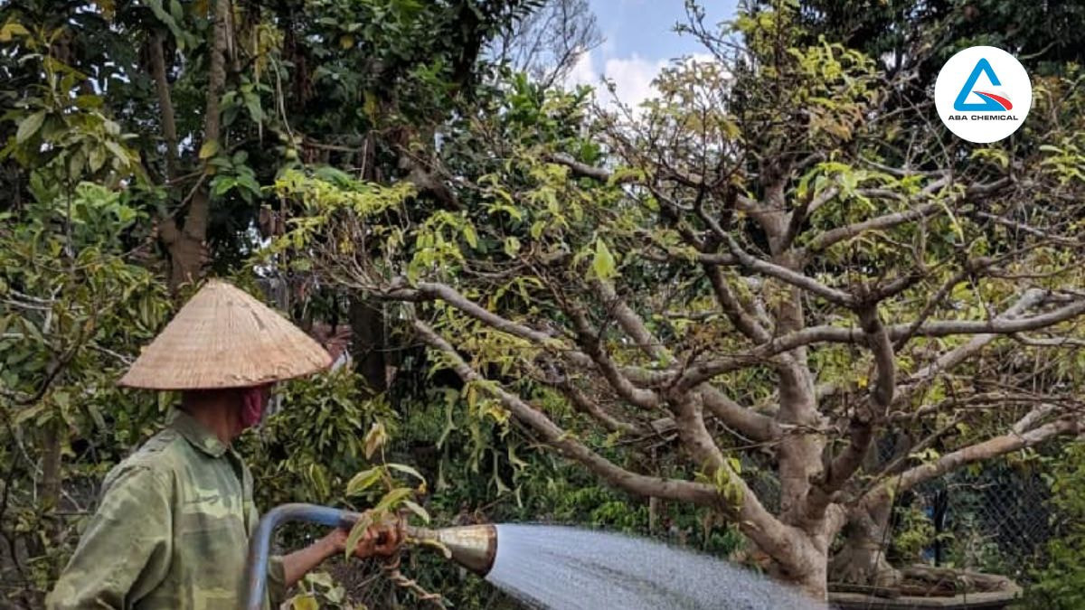 Tưới nước vừa đủ vào buổi sáng, tránh tưới quá nhiều làm lá ướt kéo dài trong ngày.