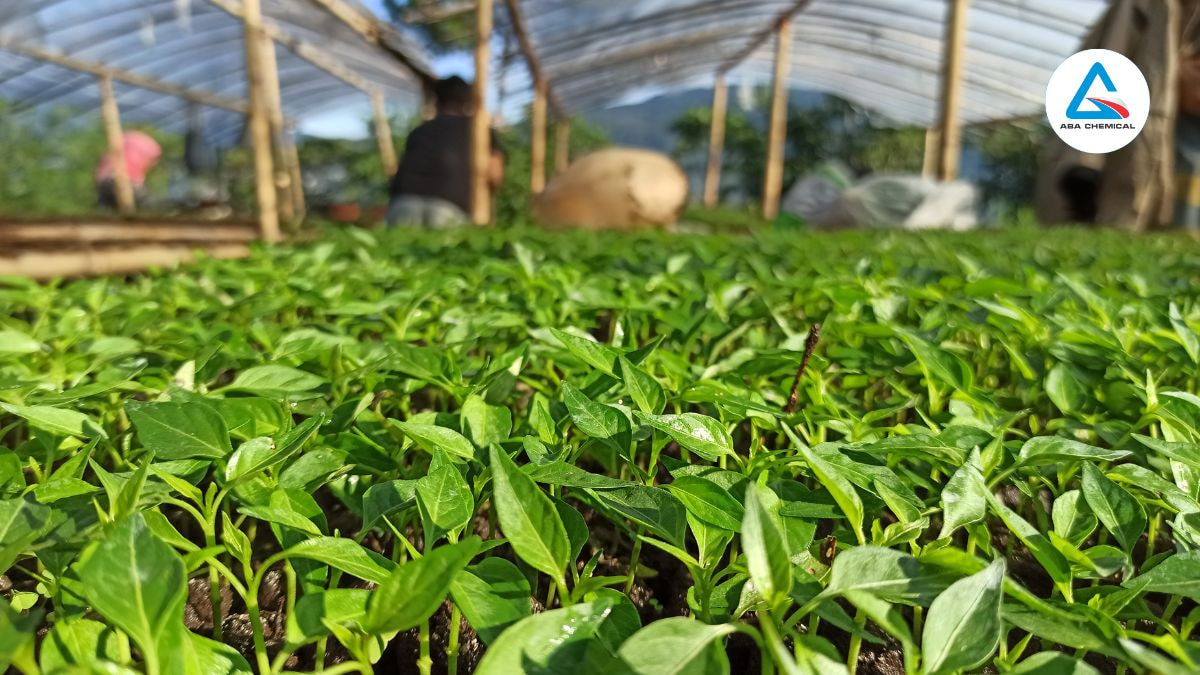Bệnh chết cây con trên ớt - Mối nguy hại lớn đối với người trồng trọt