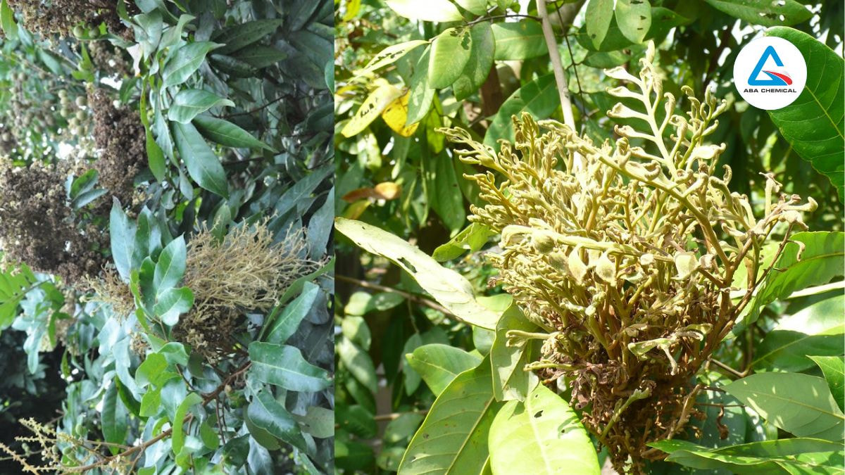 Bệnh chổi rồng trên cây nhãn