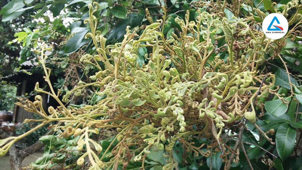 Bệnh chổi rồng trên cây nhãn