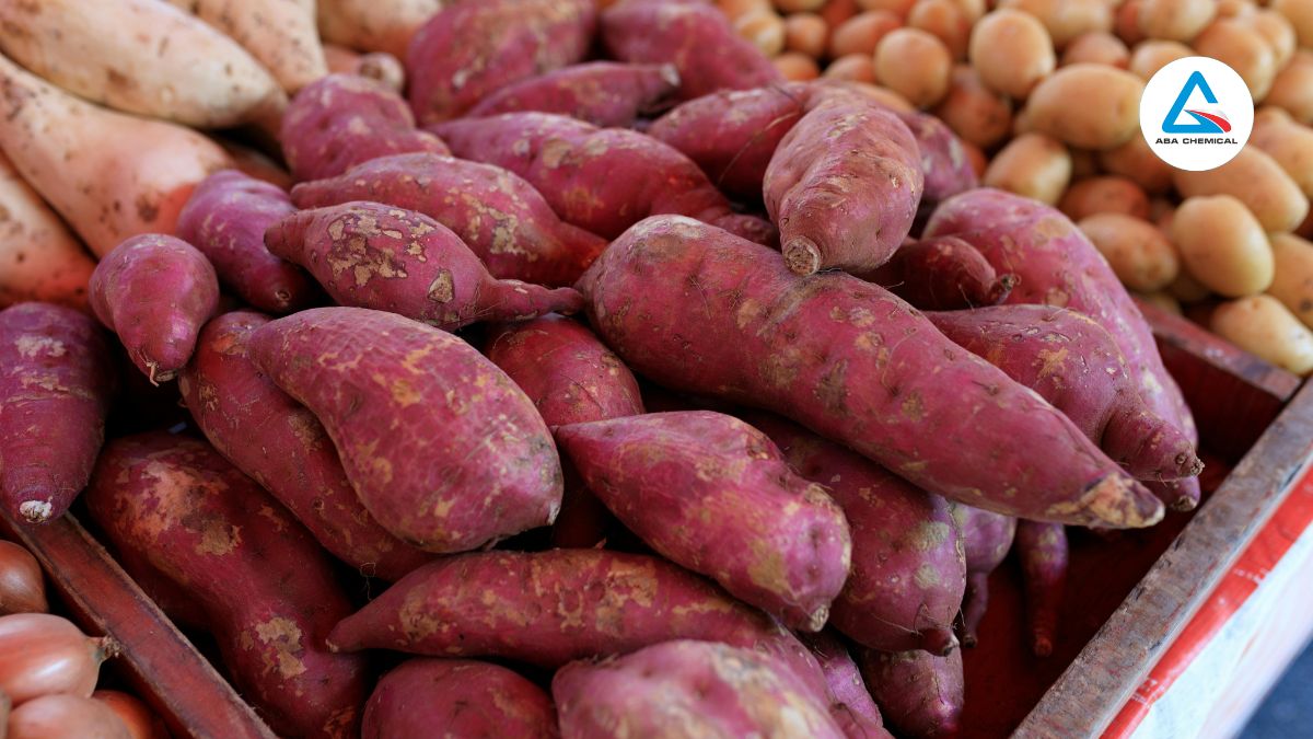 Bệnh ghẻ ngọn trên khoai lang