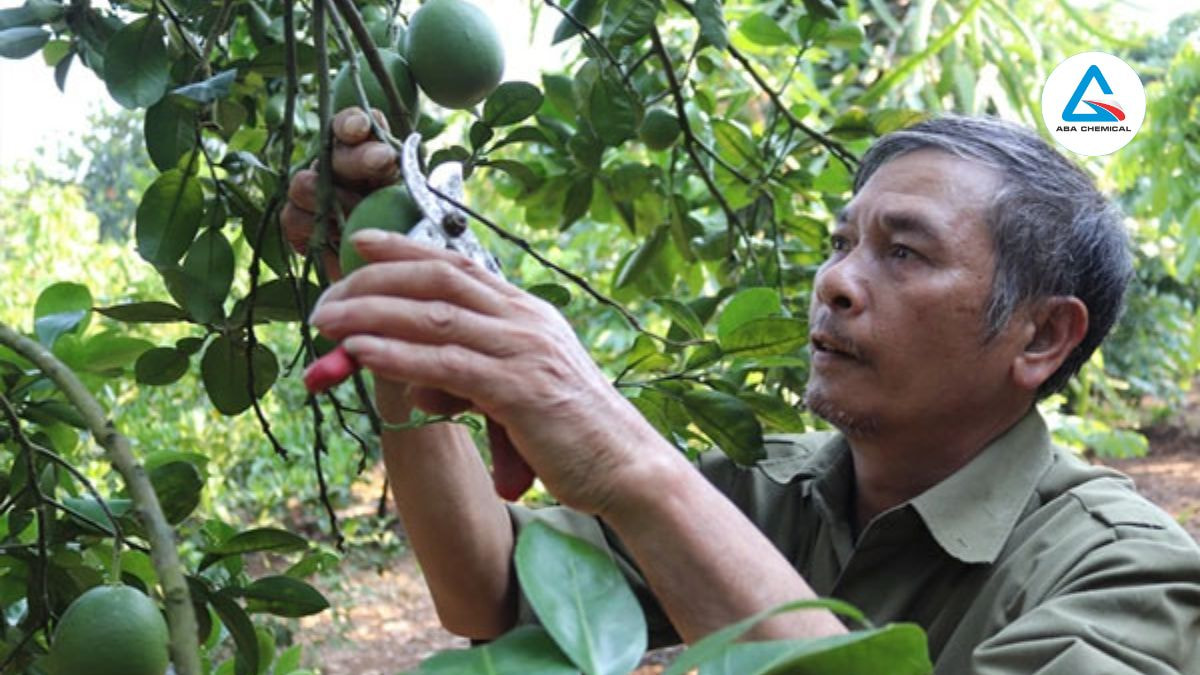 Thu gom, tiêu hủy lá, cành, quả có vết sần sùi để ngăn nấm lây lan trong vườn bưởi