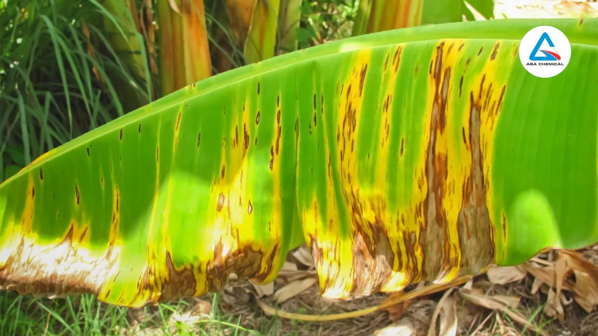 Bệnh héo Panama hại chuối