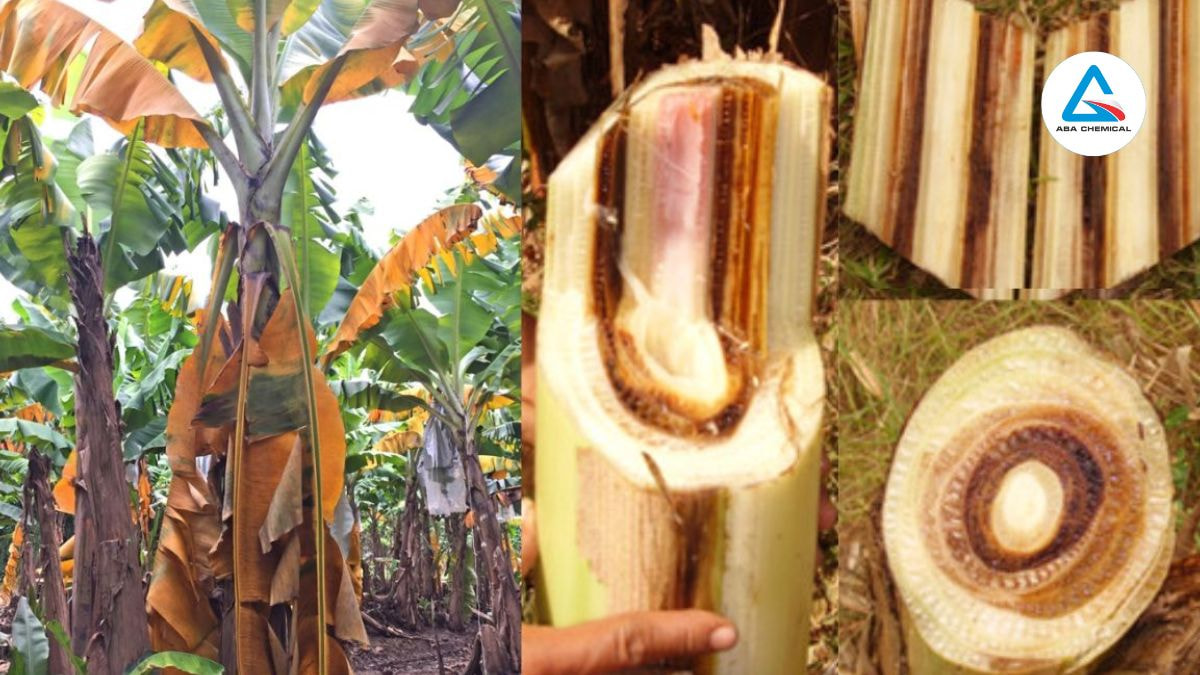 Bệnh héo Panama hại chuối