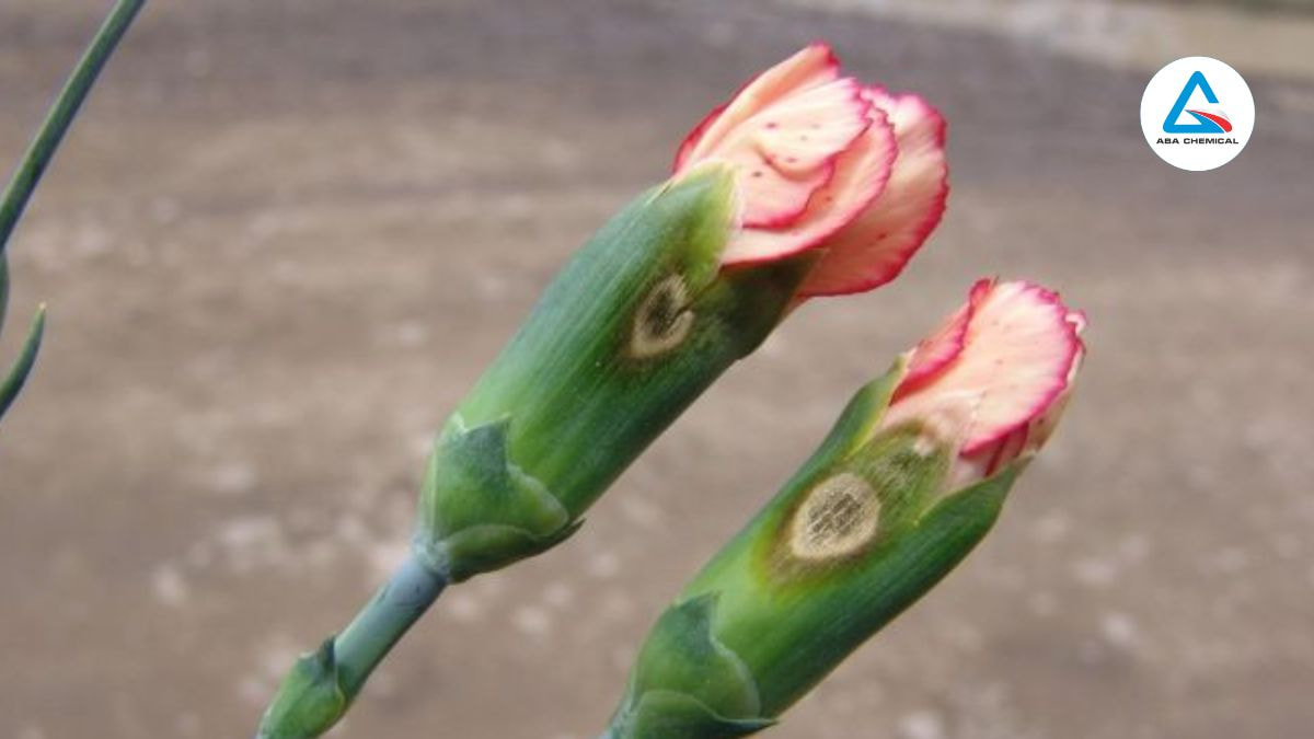 Bệnh héo rũ Fusarium gây hại hoa cẩm chướng: Dấu hiệu nhận biết & Biện pháp xử lý-Abachemical