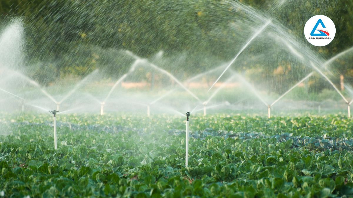 Hệ thống thoát nước tốt: Đảm bảo vườn có hệ thống thoát nước hợp lý, tránh tình trạng ngập úng, là điều kiện thuận lợi để vi khuẩn sinh sôi.