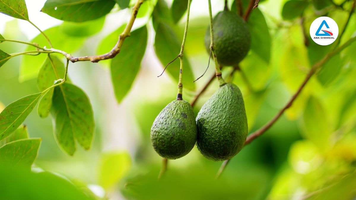 Bệnh héo rũ trên cây bơ: Nguyên nhân, tác hại & Cách phòng trừ hiệu quả-abachemical