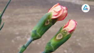 Bệnh héo vi khuẩn hoa cẩm chướng-Abachemical