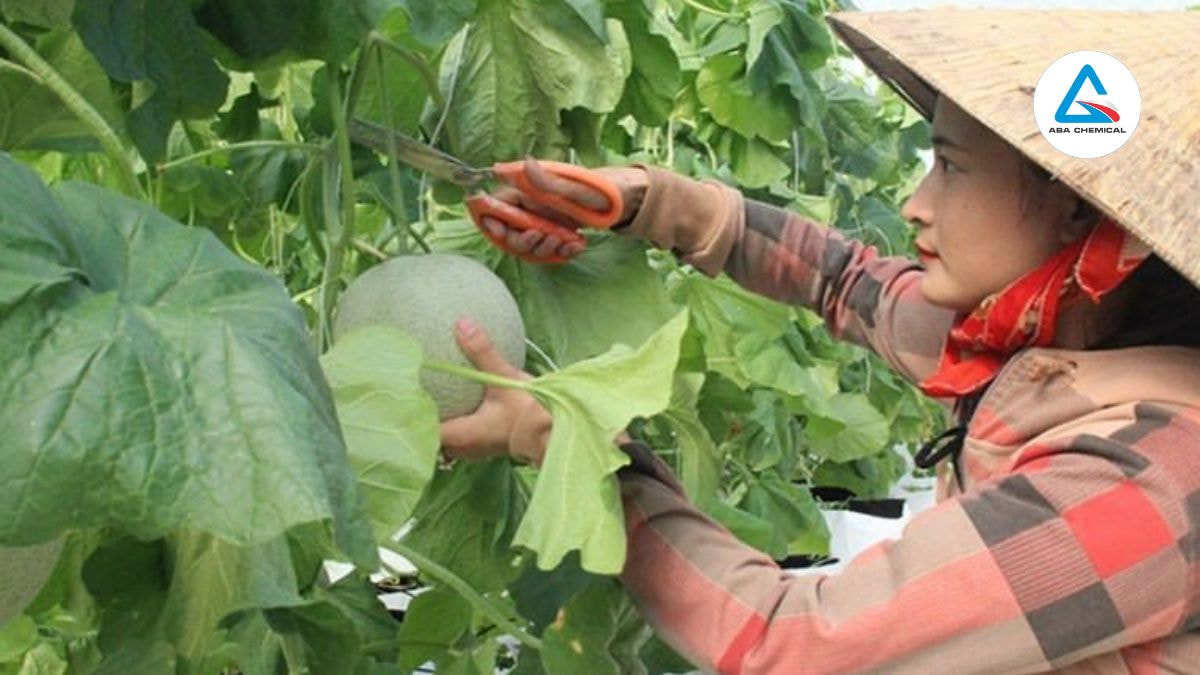 Cắt tỉa cành lá, dọn sạch tàn dư thực vật sau mỗi vụ, xử lý đất bằng vôi bột hoặc phơi khô 7-10 ngày để tiêu diệt vi khuẩn trong đất, giữ vườn thông thoáng.