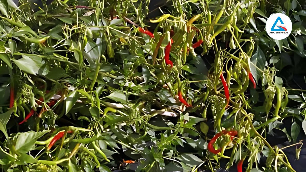 Những biểu hiện héo xanh trên ớt không còn khả năng phục hồi, dẫn đến hiện tượng chết hoàn toàn, đặc biệt là trong điều kiện nhiệt độ cao