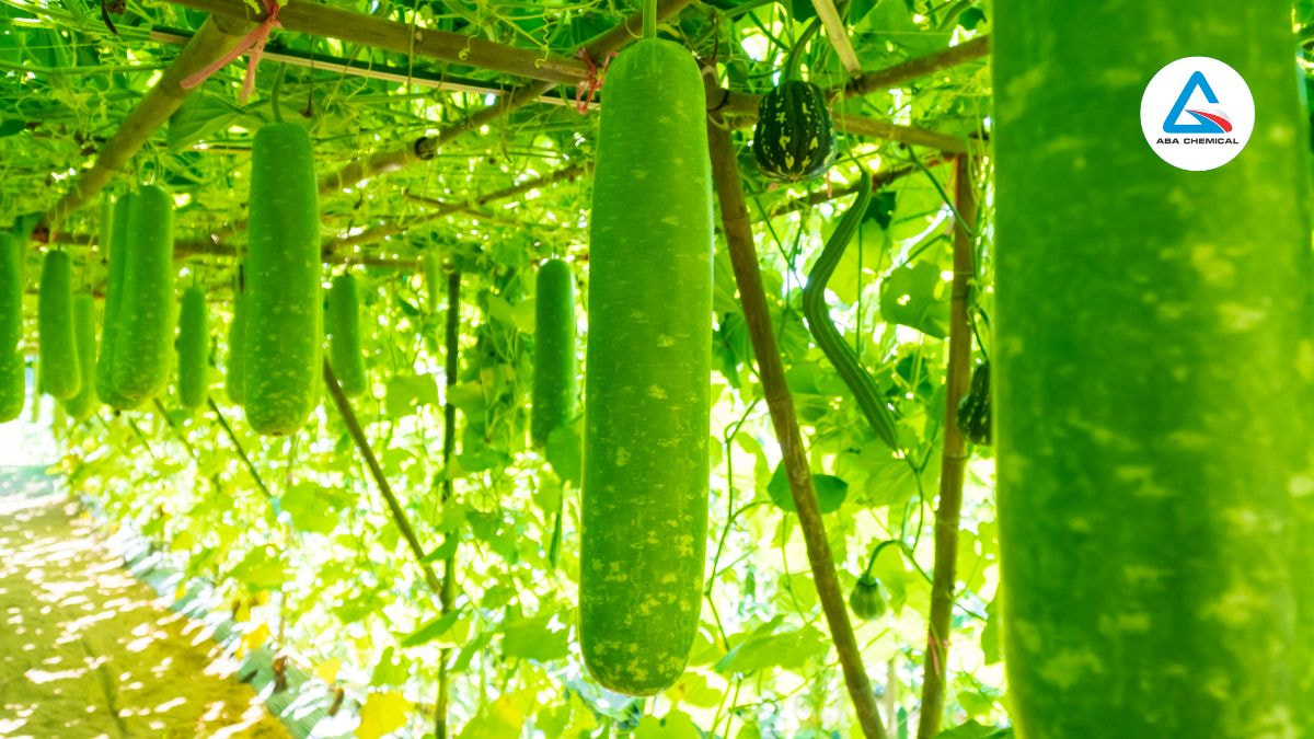 Bệnh khảm trên bầu - Nguyên nhân, Triệu chứng và Cách phòng trừ hiệu quả