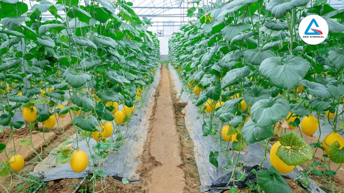 Bệnh khảm trên dưa lưới Bệnh khảm trên dưa lưới