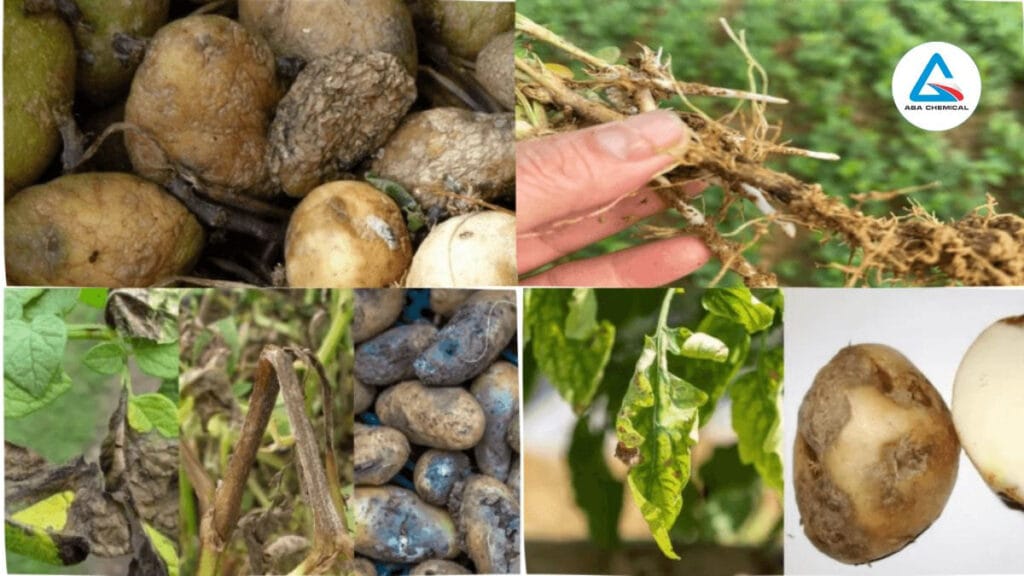 Bệnh lở rễ khoai tây: Nguyên nhân, Biểu hiện và biện pháp phòng trừ