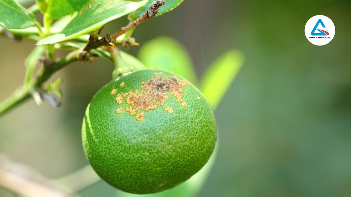 Bệnh loét vi khuẩn trên bưởi - Nguyên nhân, Triệu chứng và Cách phòng trừ hiệu quả