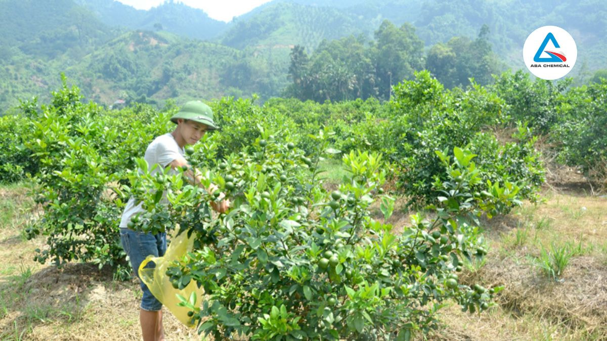 Tỉa cành, tạo tán định kỳ để tăng lưu thông không khí, giảm độ ẩm trong vườn chanh