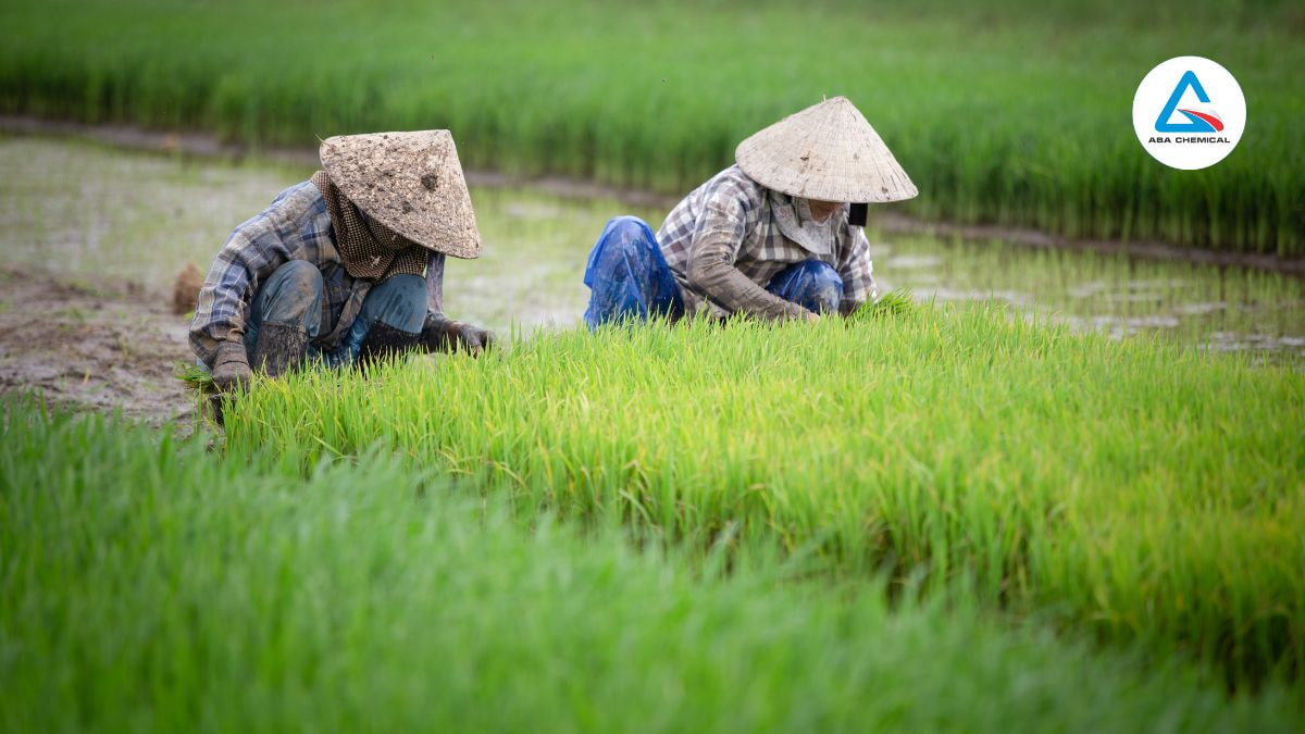 Bệnh lùn xoắn lá trên lúa - Nguyên nhân, dấu hiệu và Cách phòng trừ hiệu quả 