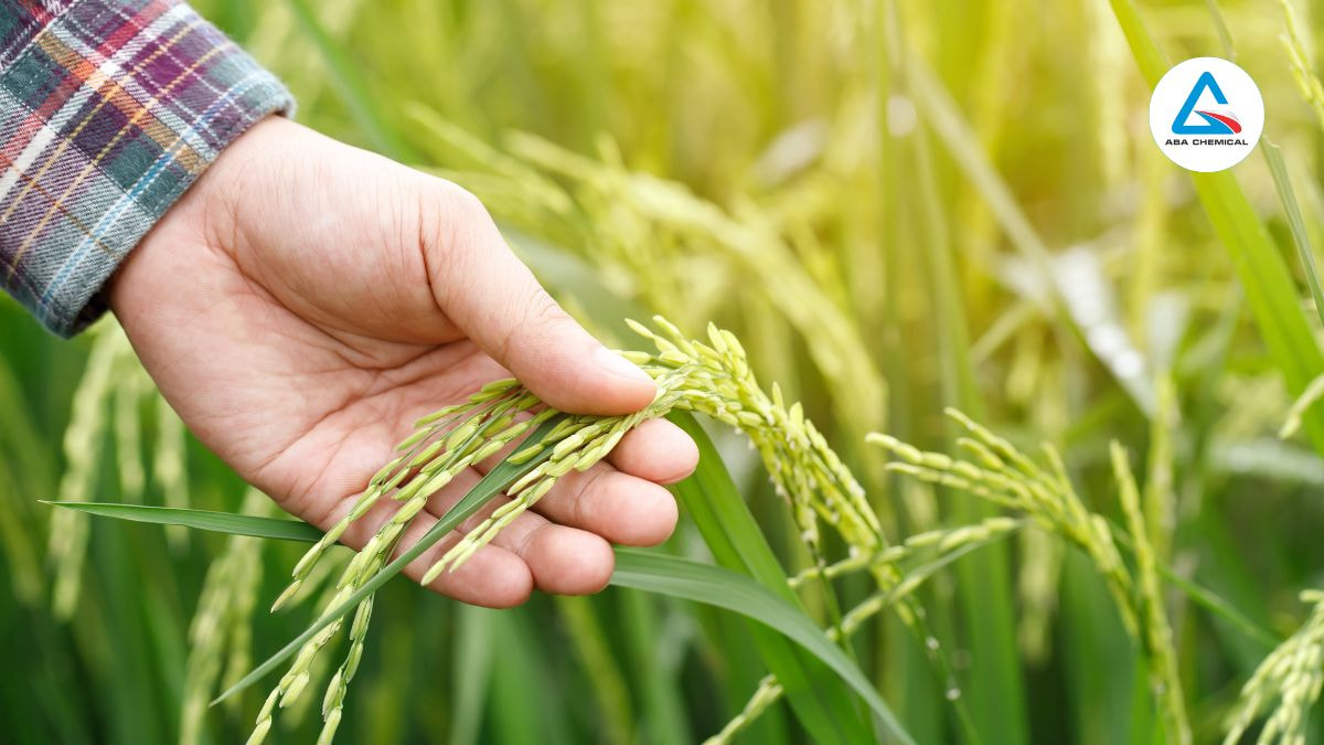 Bệnh lùn xoắn lá trên lúa - Nguyên nhân, dấu hiệu và Cách phòng trừ hiệu quả 