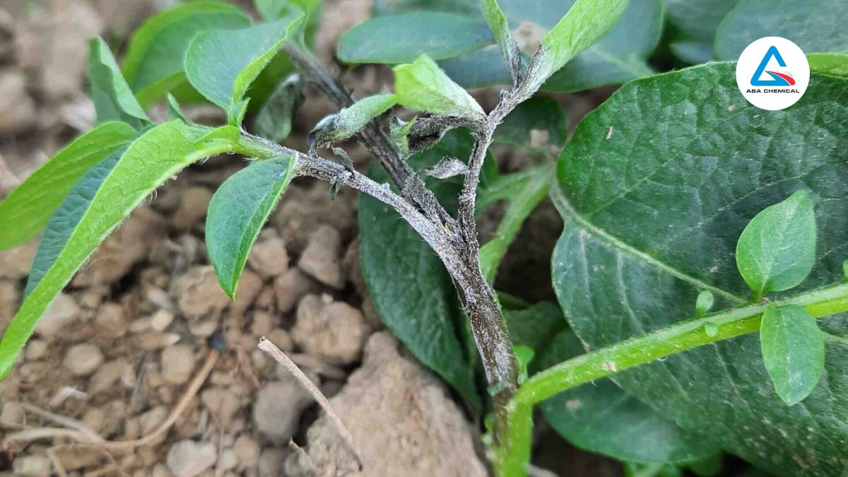 Bệnh mốc sương khoai tây