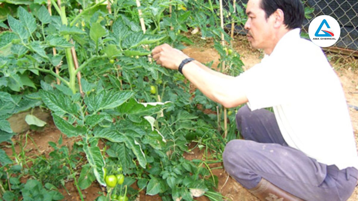 Cắt bỏ lá, cành, quả nhiễm bệnh, mang ra khỏi vườn đốt hoặc chôn sâu để tránh lây lan.